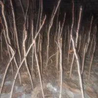 نهال پسته یکساله