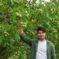 نهال گردو پدرویی با ارسال سریع