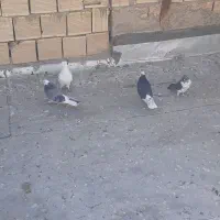 چند عدد کفتر