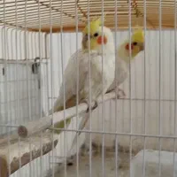 فروش 2جفت عروس هلندی مولد ویک جفت طوطی برزیلی مول