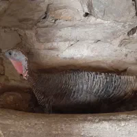 یک عدد بوقلمون ماده کرچ