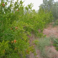 باعچه فروشی|فروش دفتر صنعتی، کشاورزی، تجاری|قنوات, |دیوار