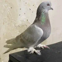 کبوتر ترکیه گرفتنی