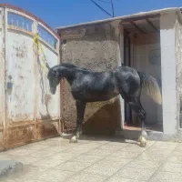 اسب مادیون کرد درجه یک کره بیداد|اسب و تجهیزات اسب‌سواری|شیراز, اکبر آباد|دیوار