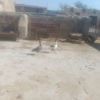 جوجه خروس ومرغ جوان 7ماهه 290هزار ویک جفت غازخرامه|حیوانات مزرعه|شیراز, سعدیه جنوبی|دیوار