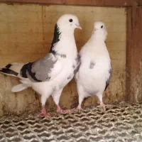 کفتر جفتی|پرنده|فردیس, شهرک ناز|دیوار