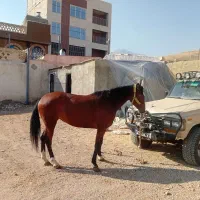 اسب kw|اسب و تجهیزات اسبسواری|تهران, امیریه|دیوار