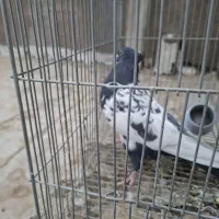 نر سینه ای|پرنده|شهرضا, |دیوار