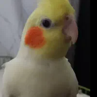 گمشده عروس هلندی