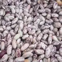 نیروی کار خانم