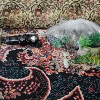 ماهی|ماهی|سنندج, |دیوار