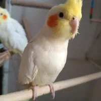 عروس هلندی لوتینو آهویی|پرنده|جغتای, |دیوار