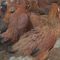 مرغ پنج ماهه آماده تخمگذاری