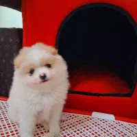 واگذاری توله پامرانین خرسی عروسکی