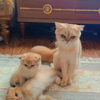 واگذاری گربه اسکاتیش