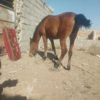 کره اسب ماده|اسب و تجهیزات اسب‌سواری|آران و بیدگل, |دیوار