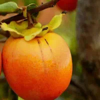 تولید نهال خرمالو انبه ای|خدمات باغبانی و درختکاری|اصلاندوز, |دیوار