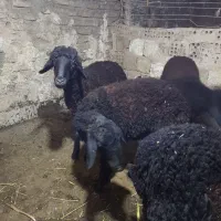 بره پرواری|حیوانات مزرعه|بهارستان, |دیوار