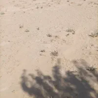 فروش فوری زمین به مساحت ۵۲۰متر مربع واقع در تلسیاه