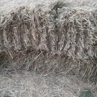 پرس|لوازم جانبی حیوانات|بروجرد, |دیوار