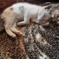 واگذاری گربه