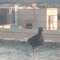 کفتر|پرنده|بیرجند, |دیوار