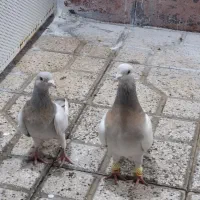کفتر جفت سوسنی شهری ترنج دار