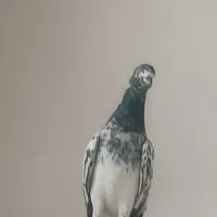 کبوتر شامی|پرنده|چابهار, |دیوار