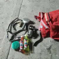 سگ پاکوتا|سگ|یزد, |دیوار