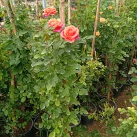 رز هلندی و ساناز و رونده