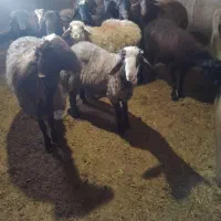 قصابی وذبح گوسفندوگوساله(قصاب سیار)|خدمات پذیرایی، مراسم|اردبیل, |دیوار