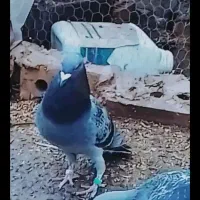 کبوتر پاکستانی