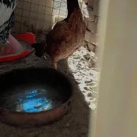 ماکیانلاری|حیوانات مزرعه|سراوان, |دیوار