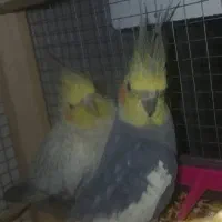 عروس هلندی با قفس|پرنده|شاهین‌شهر, عطار|دیوار