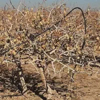 ۳حبه اب شیرین ازتلبه الله ابادجنب ثبت احوال زیرقی