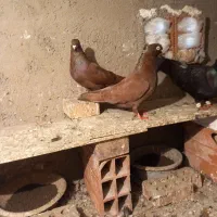 جفت سرخ ابادانی