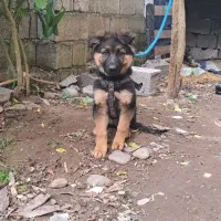 ژرمن شولاین|سگ|آستانه اشرفیه, |دیوار