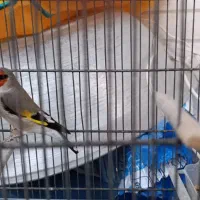 سهره دورگ استوره|پرنده|کرمان, |دیوار