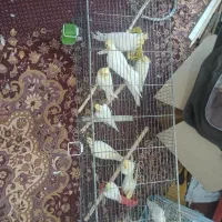 فروش ویژه عروس هلندی