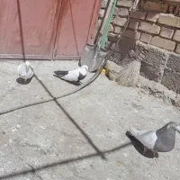 ۳تا کبوتر آس