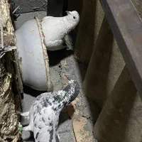 فروش کفتر با تضمین