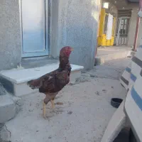 مرغ لاری