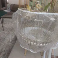 قناری نر وماده