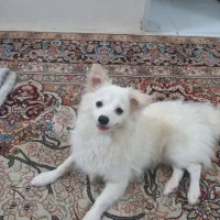 سگ پامر