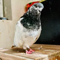 کبوتر نوک قنار