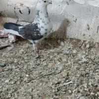 کفتر|پرنده|قم, ولیعصر|دیوار