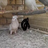 پلاکی ، مسافتی با جوجه|پرنده|قم, جاده معدن|دیوار