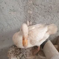 دو اردک ماده