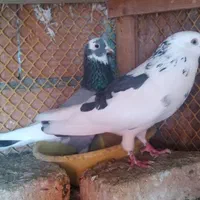 سه جفت کبوتر پرشی  بسیار عالی و خوش سو و خوش خال|پرنده|بابل, |دیوار