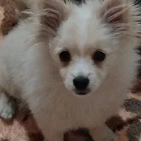 سگ پامرانین هفت ماهه نر